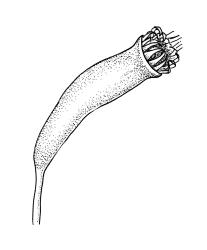 Eriodon cylindritheca, capsule, dry. Drawn from B.H. Macmillan 87/4, CHR 413377.
 Image: R.C. Wagstaff © Landcare Research 2019 CC BY 3.0 NZ